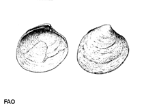 Image of Mysia undata 