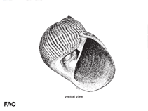 Image of Natica lineata (Lined moon snail)