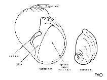 Image of Sigatica cubana 