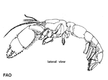 Image of Neotrypaea californiensis (Bay ghost shrimp)