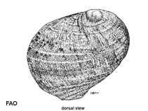 Image of Nerita chameleon (Chameleon nerite)