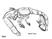 Image of Neotrypaea gigas (Giant ghost shrimp)