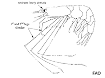 Image of Nematocarcinus longirostris 