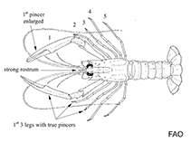 Image of Metanephrops sibogae (Siboga lobster)