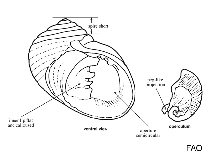 Image of Nerita textilis (Textile nerite)