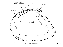 Image of Didimacar tenebrica 