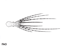 Image of Callistoctopus aspilosomatis (Plain-body octopus)