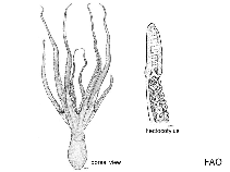 Image of Octopus minor (Long arm octopus)