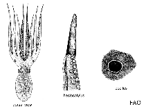 Image of Amphioctopus rex (King ocellate octopus)