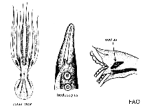 Image of Amphioctopus siamensis (Siamese ocellate octopus)