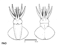 Image of Octopoteuthis sicula (Rüppell’s octopus squid)