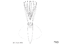 Image of Octopoteuthis indica 