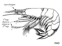 Image of Ogyrides striaticauda 