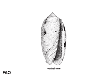 Image of Oliva caerulea (Purplemouth olive)