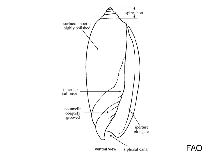 Image of Olivella fletcherae 