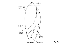 Image of Olivella santacruzence 