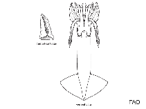 Image of Nototodarus philippinensis (Philippine flying squid)