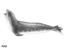 Image of Ommatophoca rossii (Ross seal)
