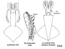 Image of Onychoteuthis meridiopacifica 