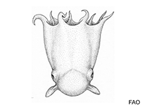 Image of Opisthoteuthis depressa (Japanese pancake devilfish)