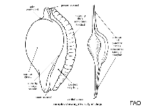 Image of Pedicularia tibia 