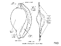 Image of Diminovula alabaster 