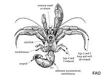 Image of Orthopagurus minimus (Toothshell hermit)