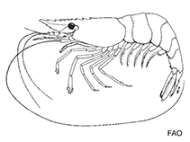 Image of Macrobrachium vollenhovenii (African river prawn)