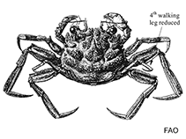 Image of Palicus cursor (Bathyal stilt crab)