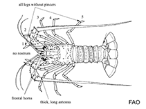 Image of Puerulus carinatus (Red whip lobster)