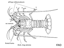 Image of Puerulus velutinus (Velvet whip lobster)