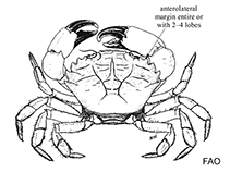 Image of Lophopanopeus maculatus 