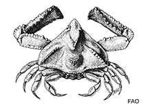 Image of Lambrachaeus ramifer (Thorny elbow crab)