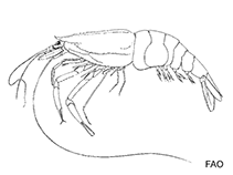 Image of Leptochela papulata (Light glass shrimp)