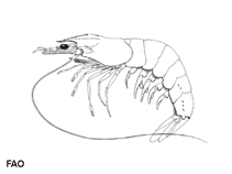 Image of Penaeus esculentus (Brown tiger prawn)