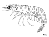 Image of Kishinouyepenaeopsis cornuta (Coral shrimp)