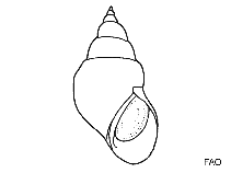 Image of Tricolia landinii 