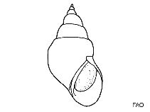 Image of Tricolia tingitana 