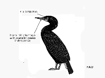 Image of Phalacrocorax capensis (Cape cormorant)