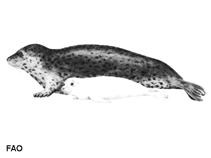 Image of Phoca largha (Larga seal)