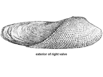 Image of Pholas orientalis (Oriental angel wing)