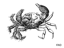 Image of Heteropanope glabra 