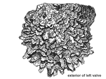 Image of Pinctada maxima (Silverlip pearl oyster)