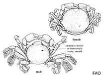 Image of Dissodactylus primitivus (Heart urchin pea crab)