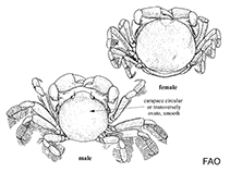 Image of Pinnotheres edwardsi 