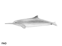 Image of Pontoporia blainvillei (Franciscana)
