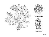 Image of Madracis senaria (Zooxanthellate coral species)