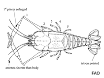 Image of Polycheles tanneri 