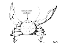 Image of Petrolisthes elongatus (New Zealand porcelain crab)