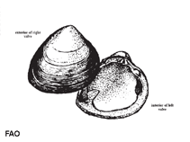 Image of Polymesoda triangula (Triangular marsh clam)